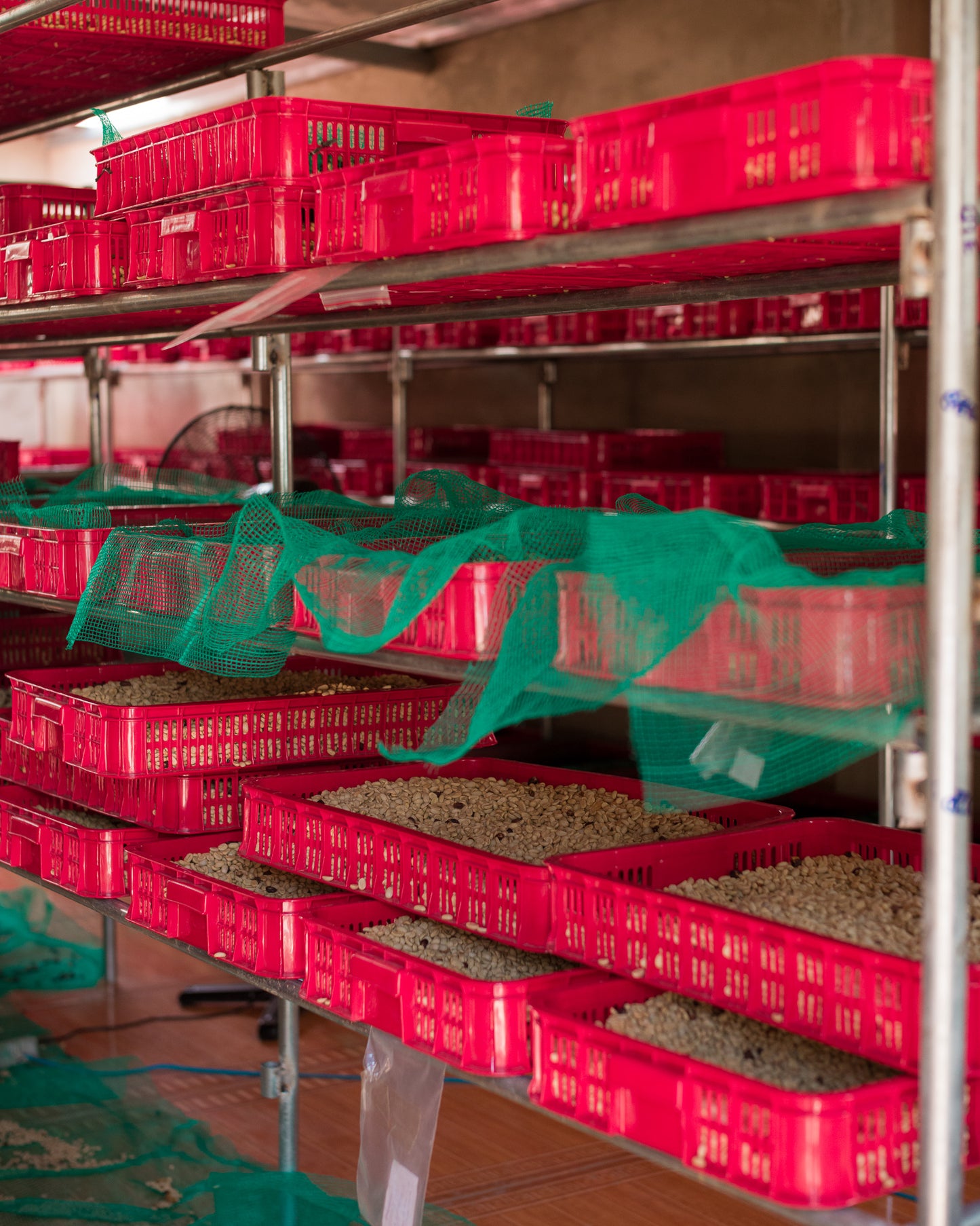 Reserve Series - Thy Thy Farms - Catimor