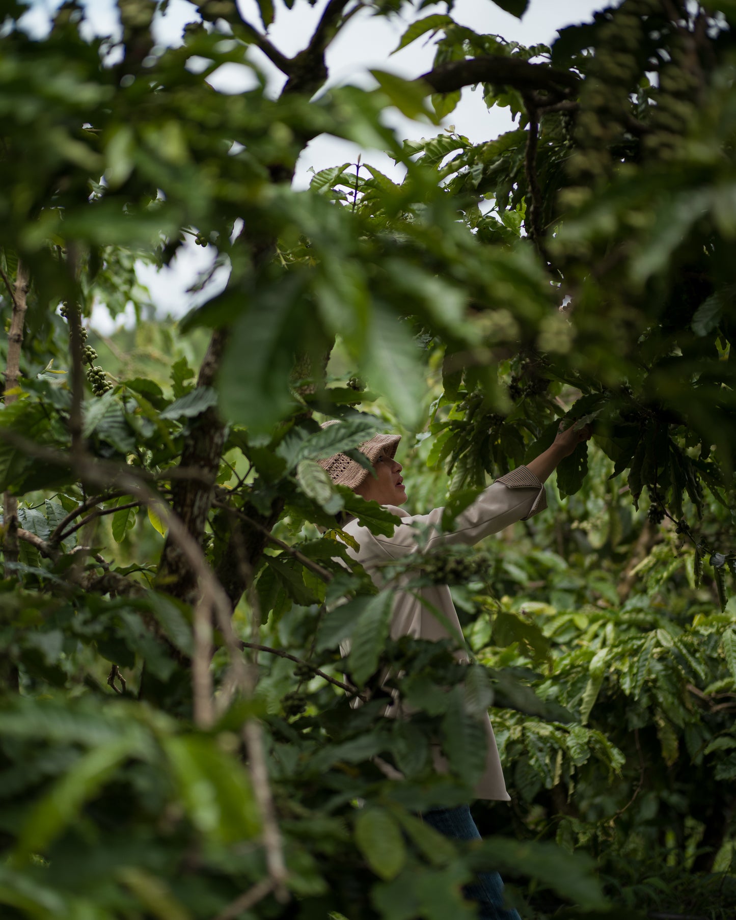 Coffea Canephora