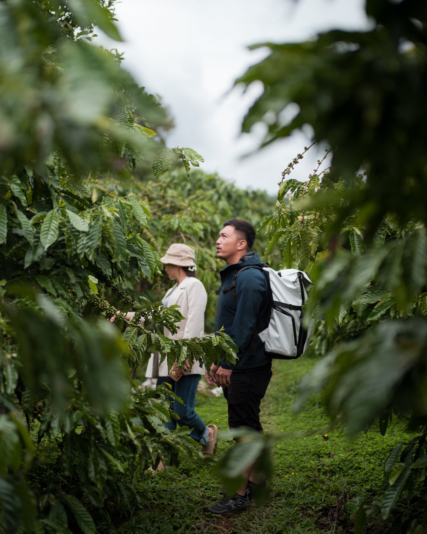 Coffea Canephora
