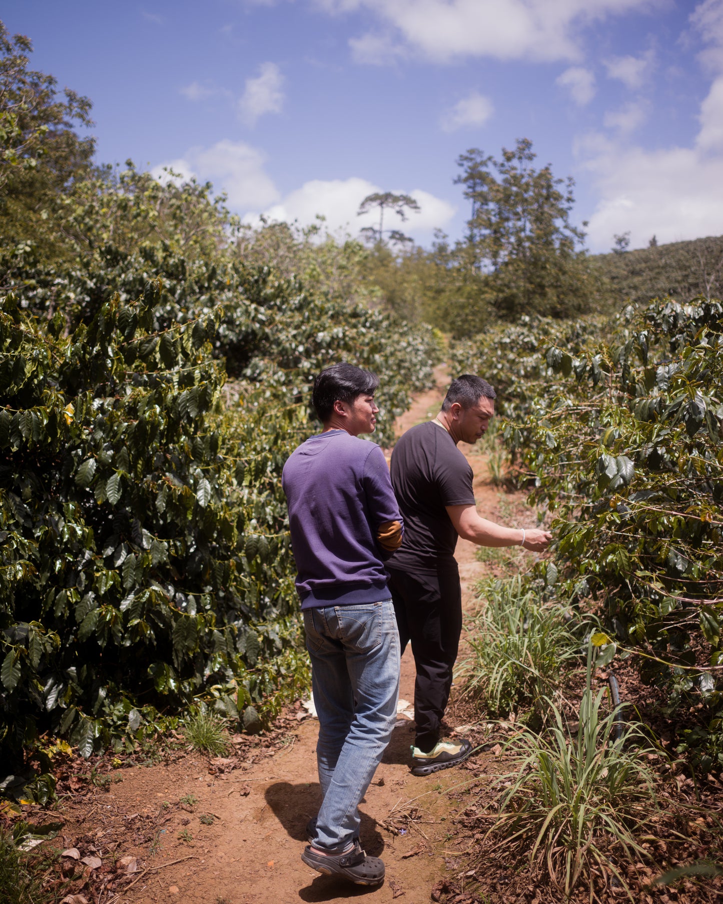 Java - Anaerobic Natural - Vuong Farm