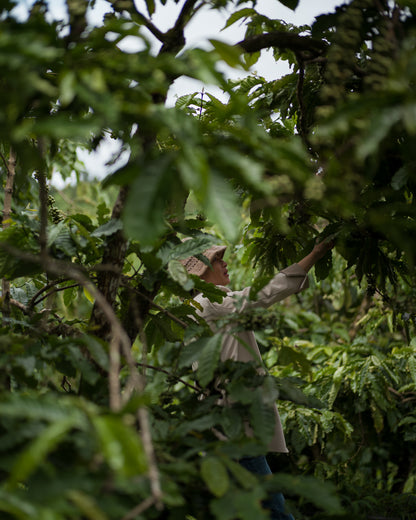 Coffea Canephora
