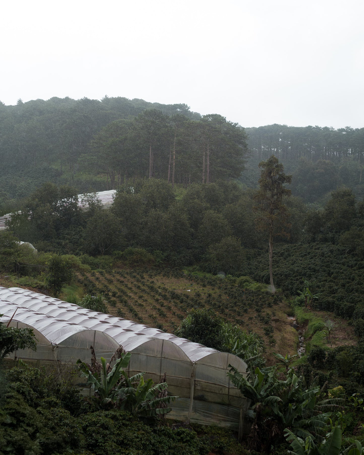 Organic Candyleaf Cascara Tea Bags - Pack of 5