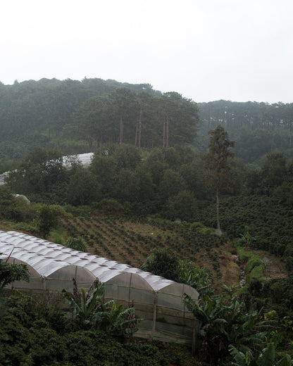 Organic Candyleaf Cascara Tea Bags - Pack of 5